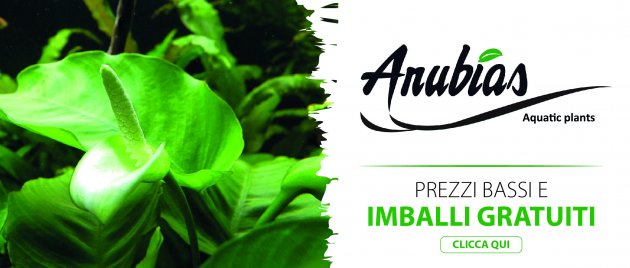 3 - Piante Anubias